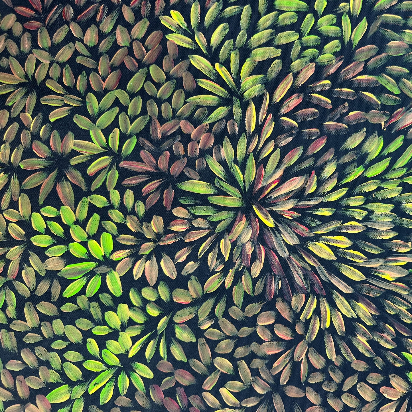 Margaret Scobie , Utopia, Indigenous art, Aboriginal Art, Australian Art, Bush Leaf Medicine, Altyerre Aboriginal Art, art, darwin gallery, indigenous painting for sale, aboriginal art for sale, Australian art for sale, 