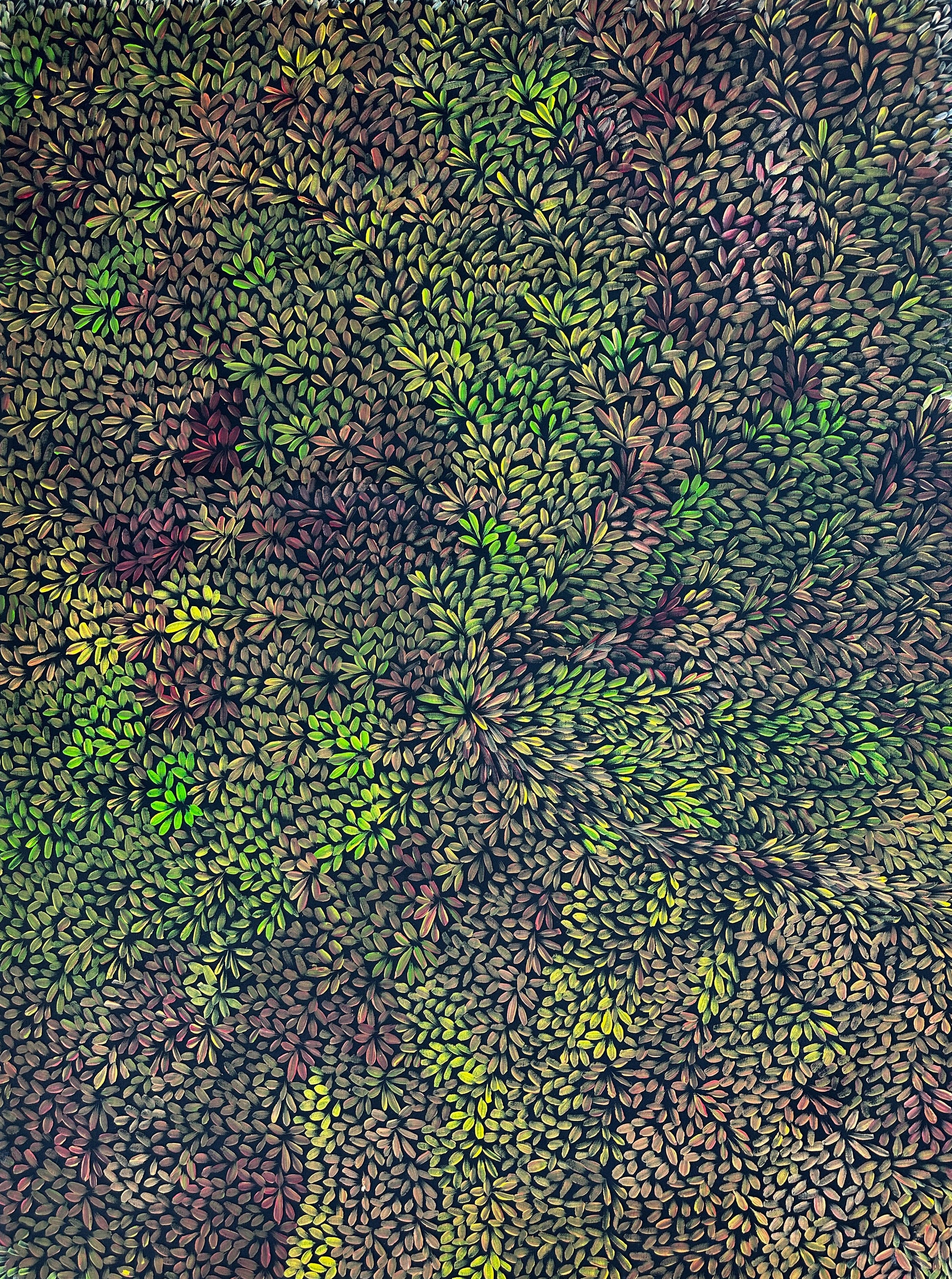 Margaret Scobie , Utopia, Indigenous art, Aboriginal Art, Australian Art, Bush Leaf Medicine, Altyerre Aboriginal Art, art, darwin gallery, indigenous painting for sale, aboriginal art for sale, Australian art for sale, 
