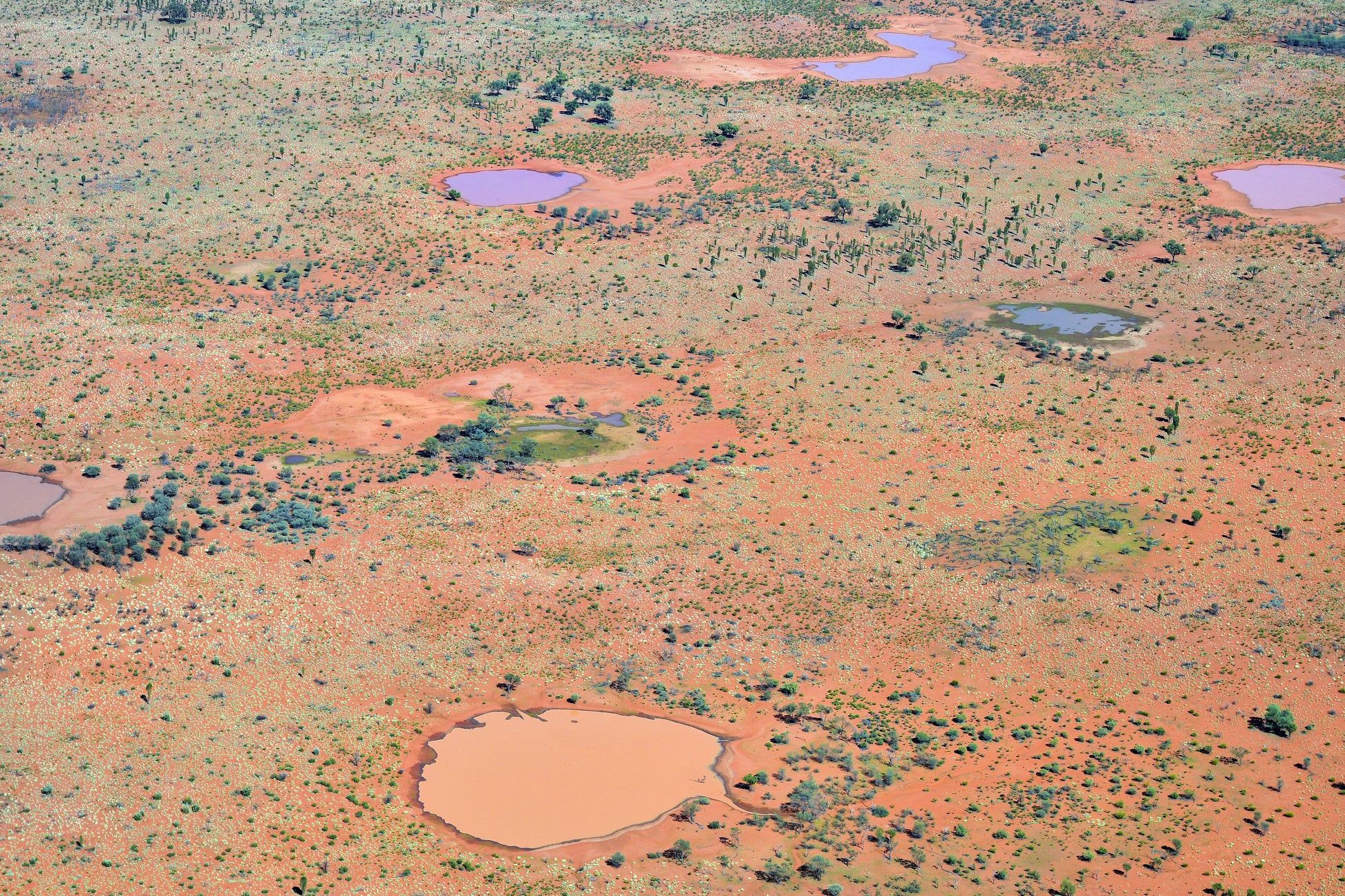 Ngoia Pollard Napaltjari Swamps at Nyrripi Walrpiri female artist Indigenous Art Aboriginal Art Australian Art Unique Art Dot Painting Dot Art Desert Landscape