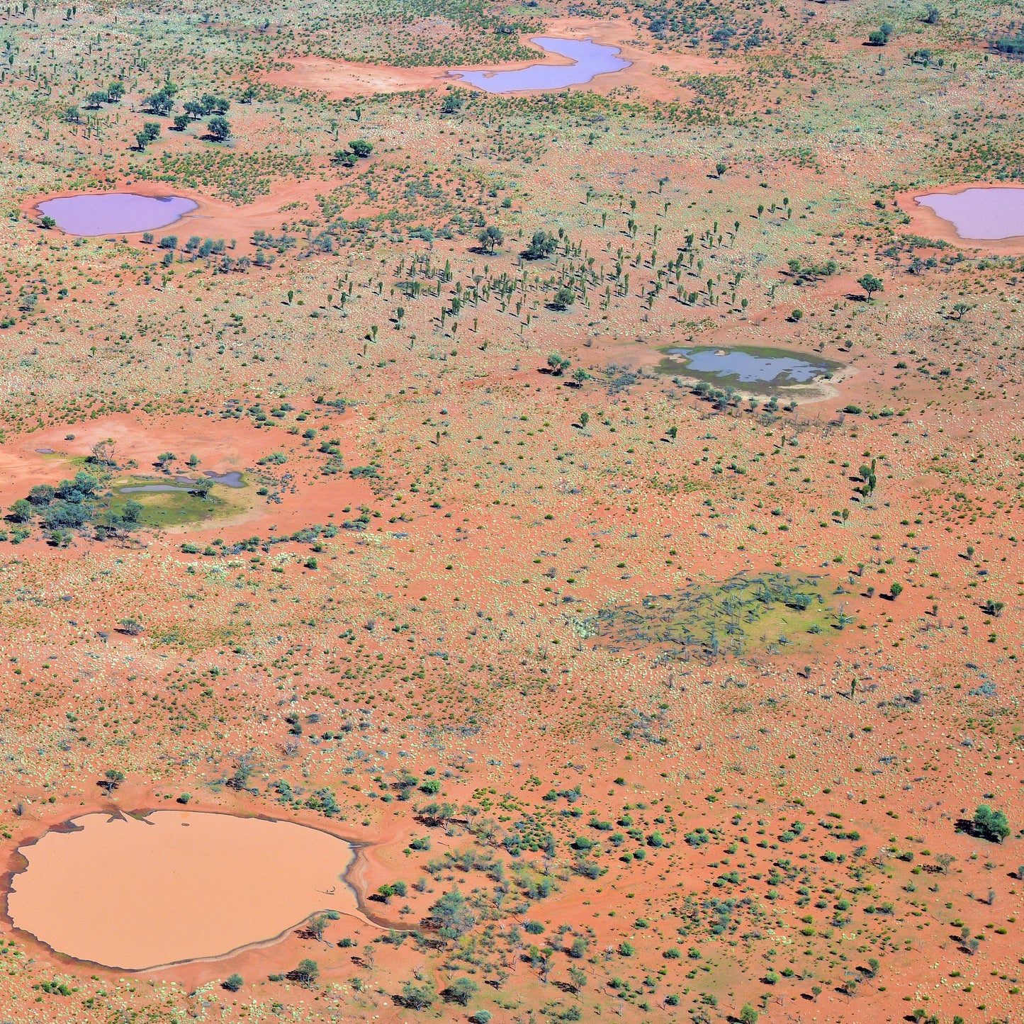 Ngoia pollard napaltjarri, indigenous art, aboriginal art, Australian art, altyerre aboriginal art, art for sale, painting, painting for sale, swamps, swamps at nyrripi, haasts bluff, Walpiri, art gallery, contemporary art, Darwin gallery, family owned business, aboriginal culture, native Australian, artist, white, black, red, dot painting, dot art, art collector, original art, ethical art, direct from the artis, dreaming, dreamtime, story telling, indigenous culture, indigenous australia, first nations  