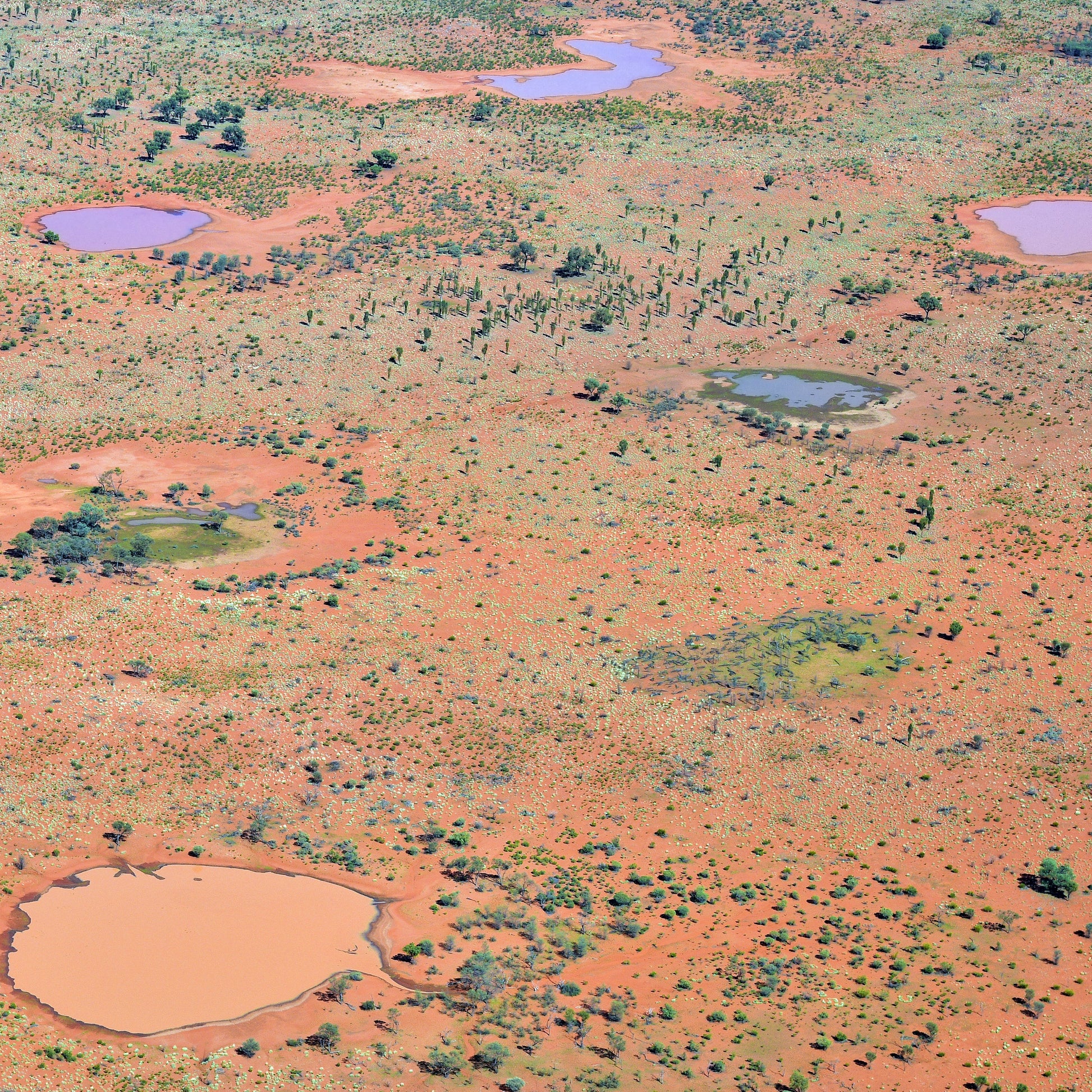Ngoia pollard napaltjarri, indigenous art, aboriginal art, Australian art, altyerre aboriginal art, art for sale, painting, painting for sale, swamps, swamps at nyrripi, haasts bluff, Walpiri, art gallery, contemporary art, Darwin gallery, family owned business, aboriginal culture, native Australian, artist, white, black, red, dot painting, dot art, art collector, original art, ethical art, direct from the artis, dreaming, dreamtime, story telling, indigenous culture, indigenous australia, first nations  